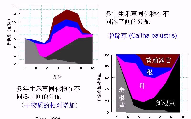 植物生理生态学50哔哩哔哩bilibili