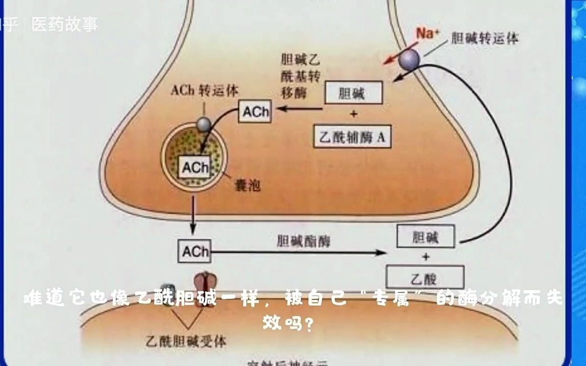 去甲肾上腺素的失活