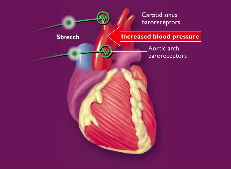 控制血压的压力感受器及其反射( 高清动画)哔哩哔哩bilibili