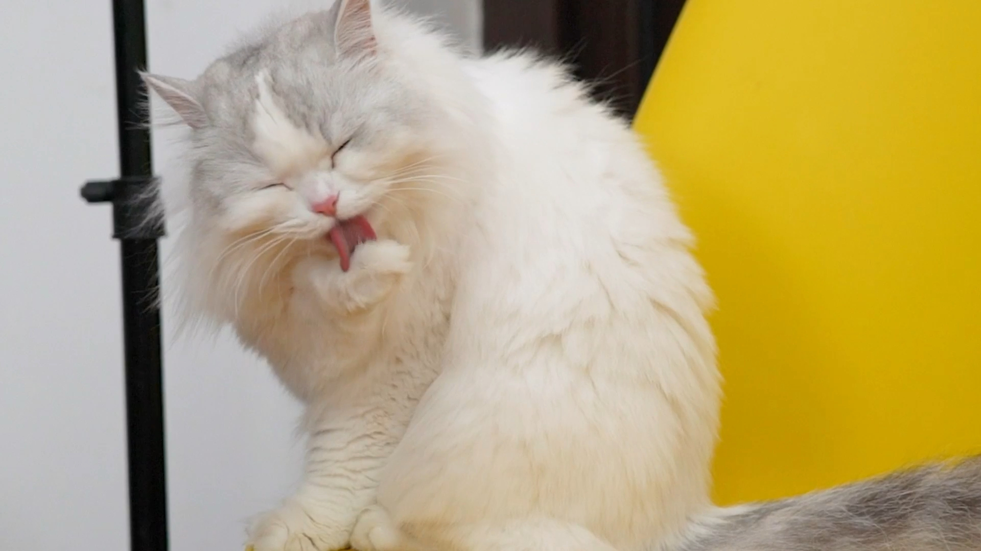 慢镜头下猫是这样洗脸的#喵星人#_哔哩哔哩 (゜-゜)つロ 干杯~-bili