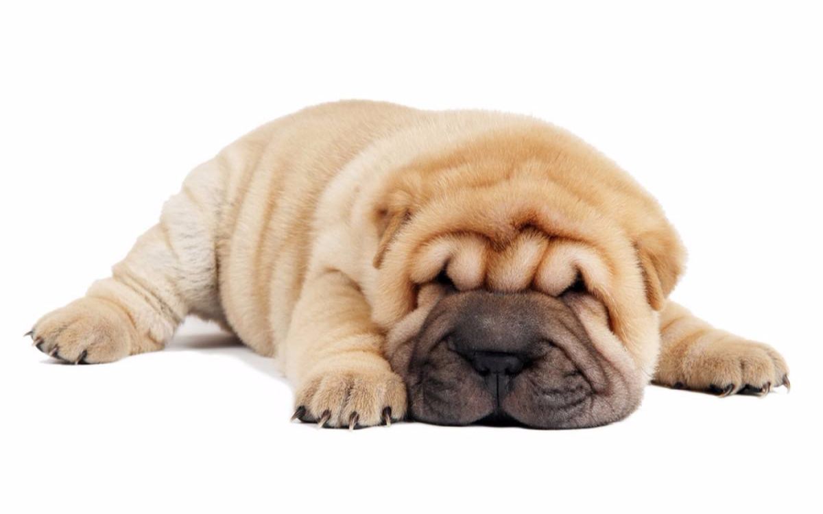 中华第一斗牛犬!战斗力远在藏獒之上,地位和比特平起平坐!