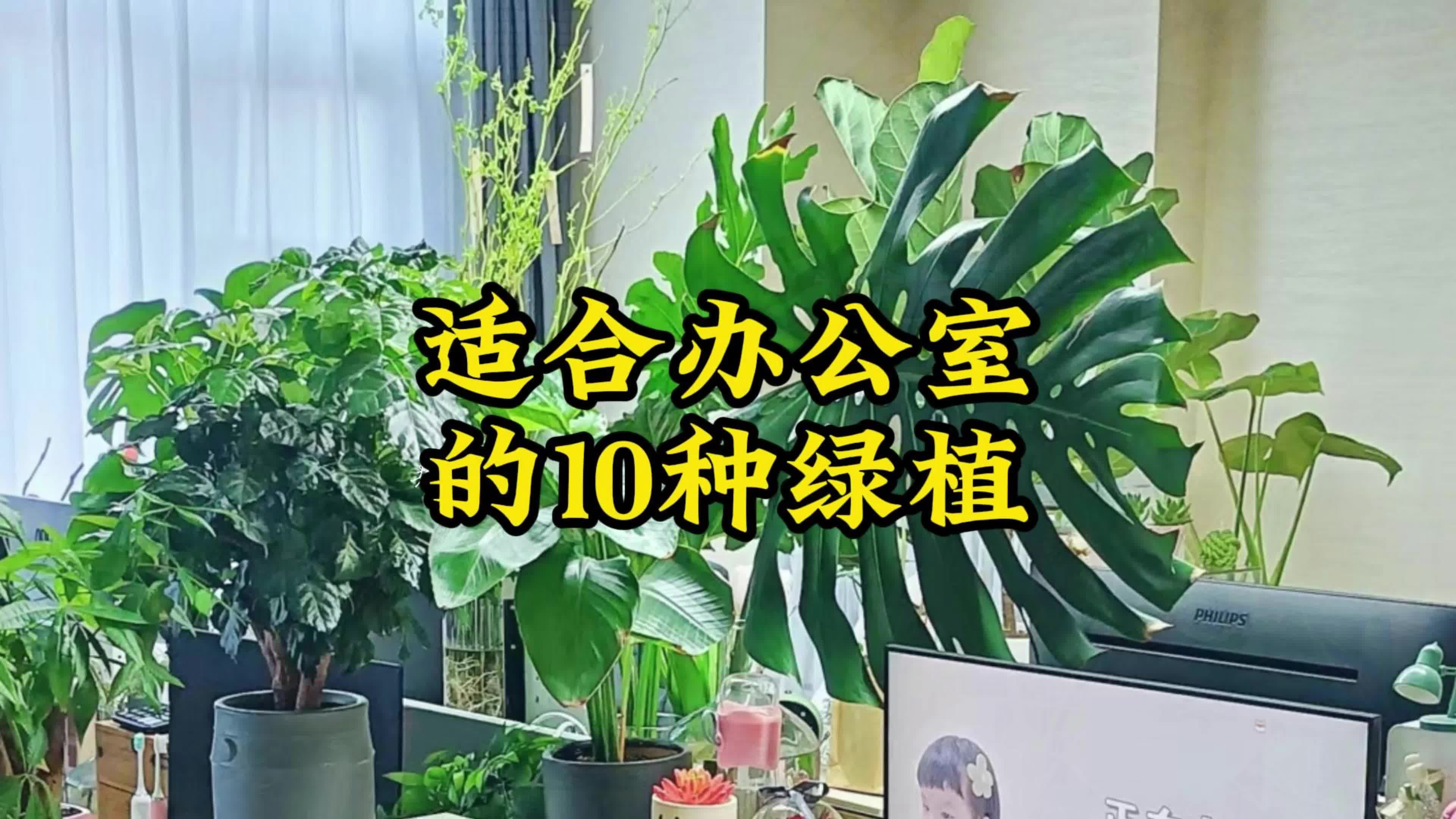 办公室绿植排名前十名,皮实耐荫,高大上有格调哔哩哔哩bilibili