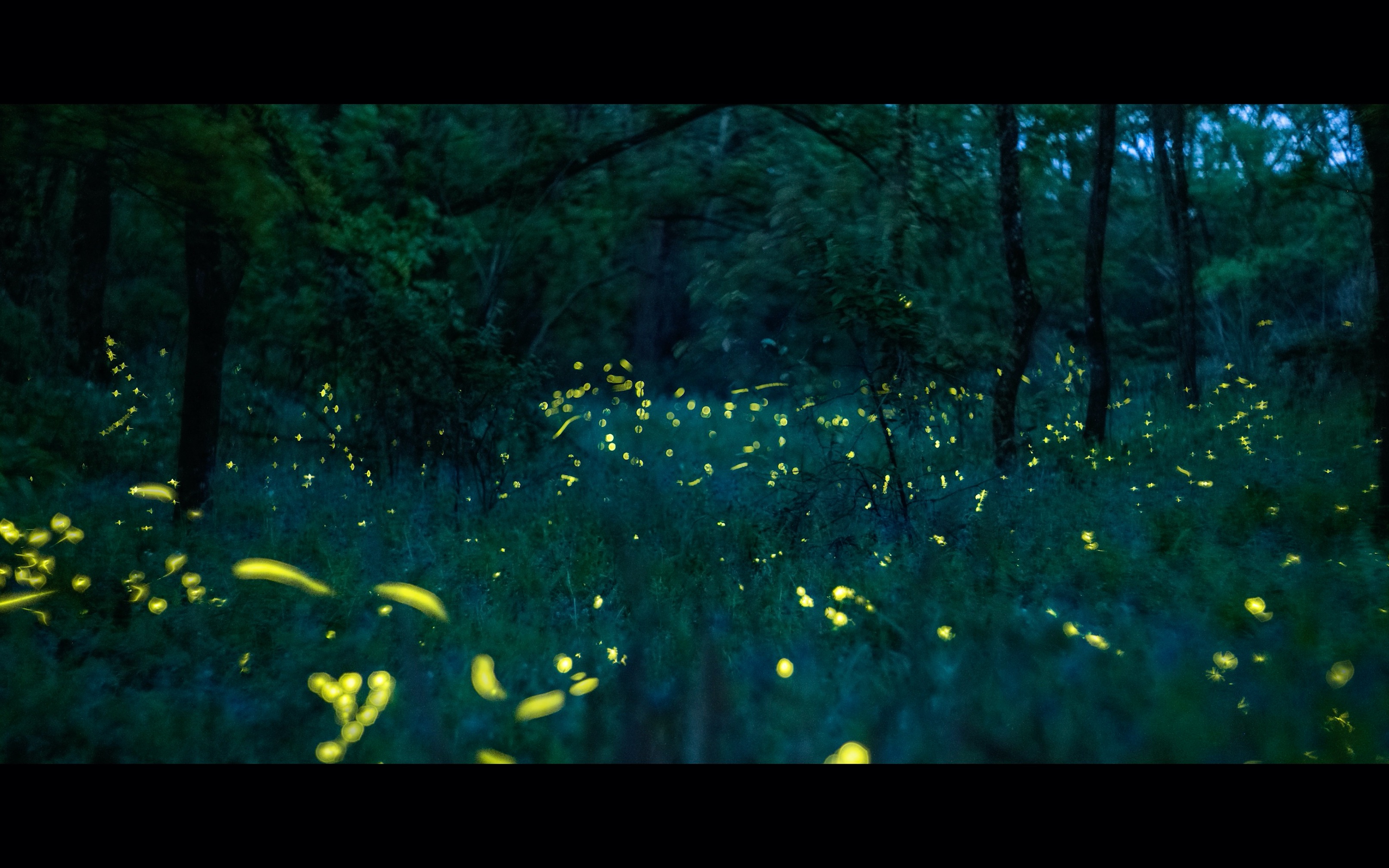 [图]《萤火之森》 虫儿飞  仲夏夜之梦 萤火虫延时摄影