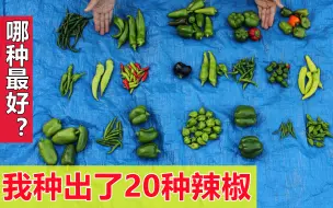 Download Video: 【种辣椒】20种辣椒比较, 哪个辣？哪个产量高？