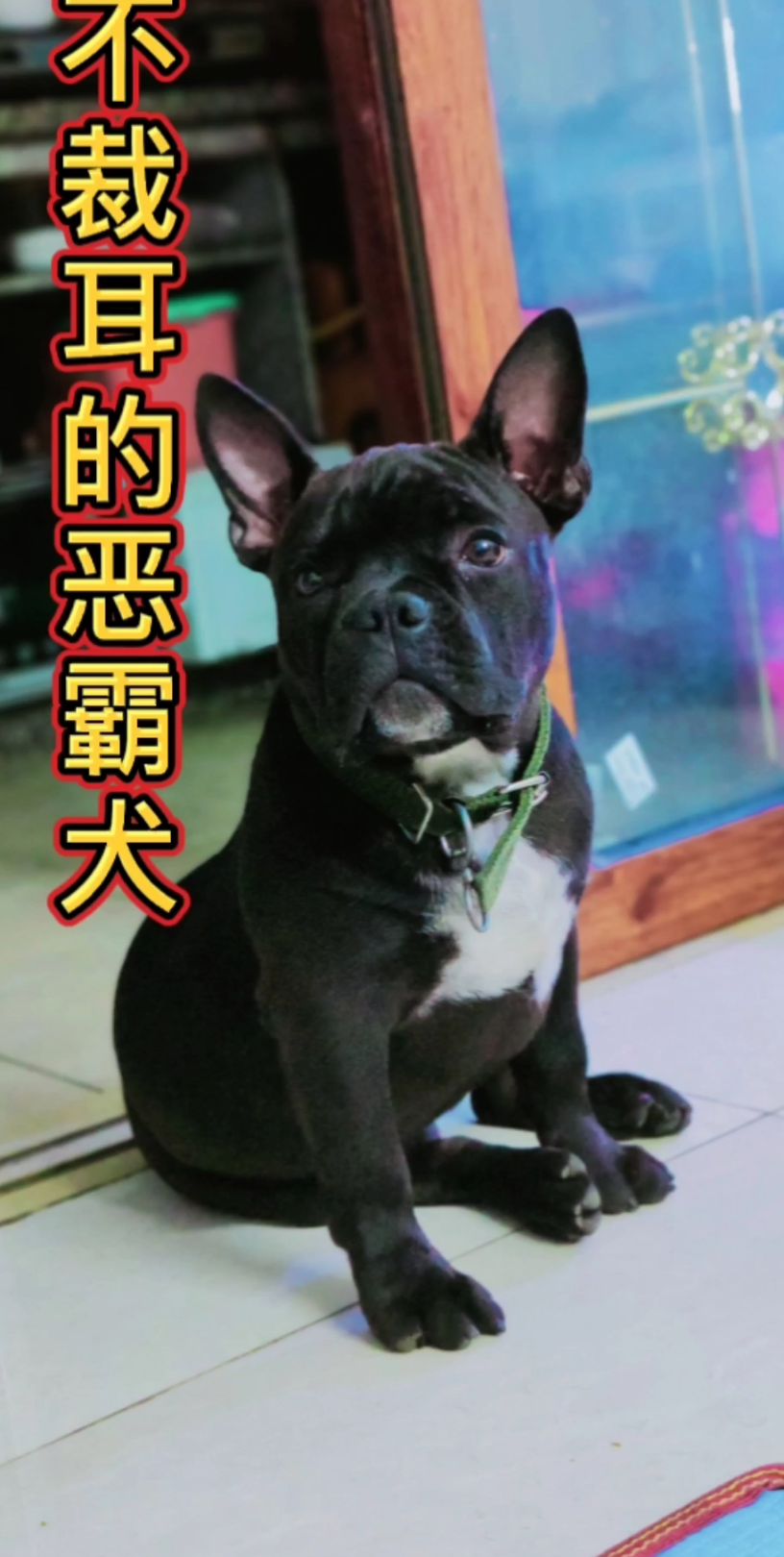 不裁耳的恶霸犬长啥样?一起来看看吧!哔哩哔哩bilibili