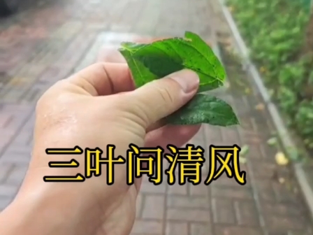 三片树叶,测来人年龄及模样!哔哩哔哩bilibili