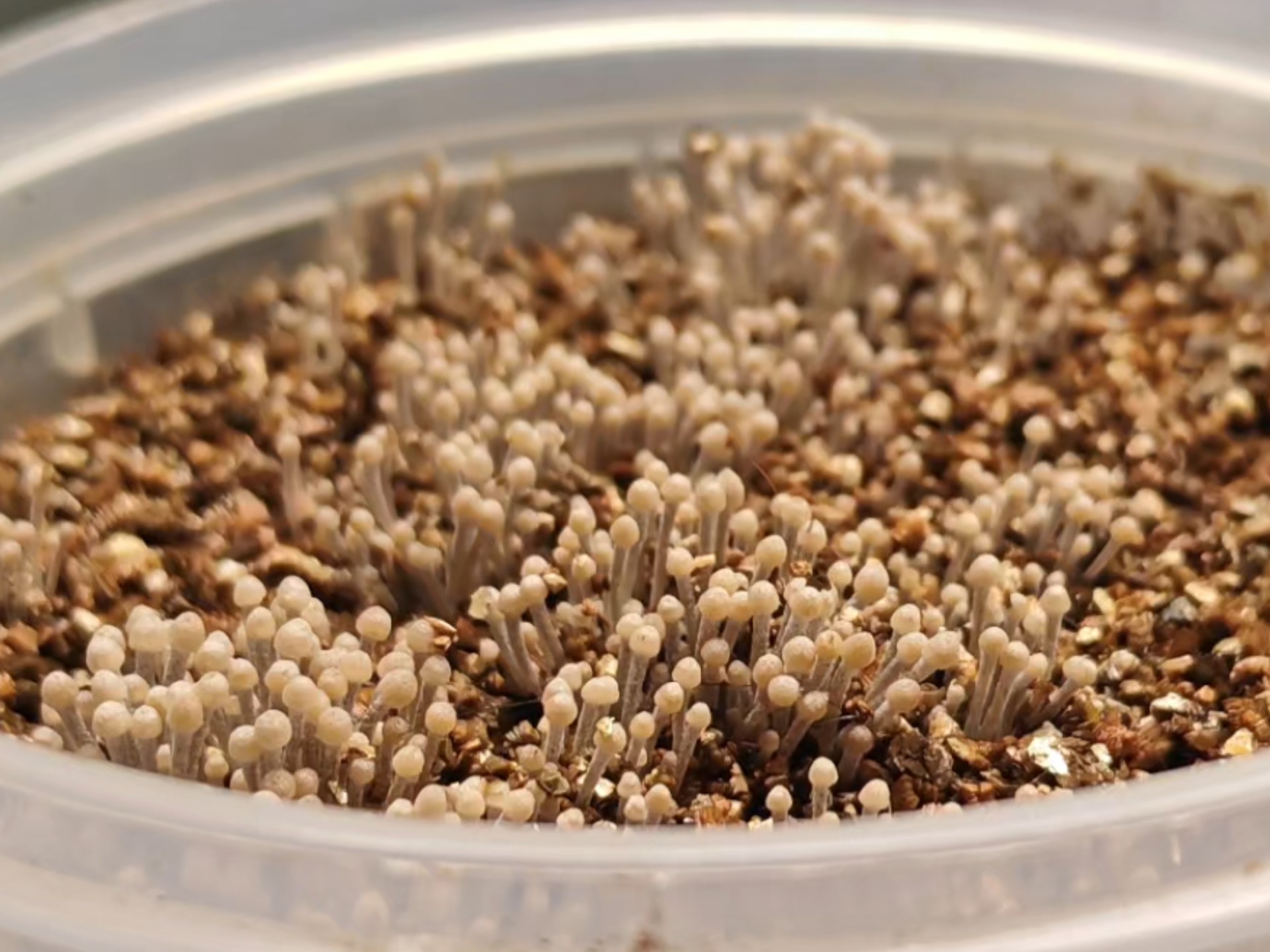 "金针菇",小小的也很可爱