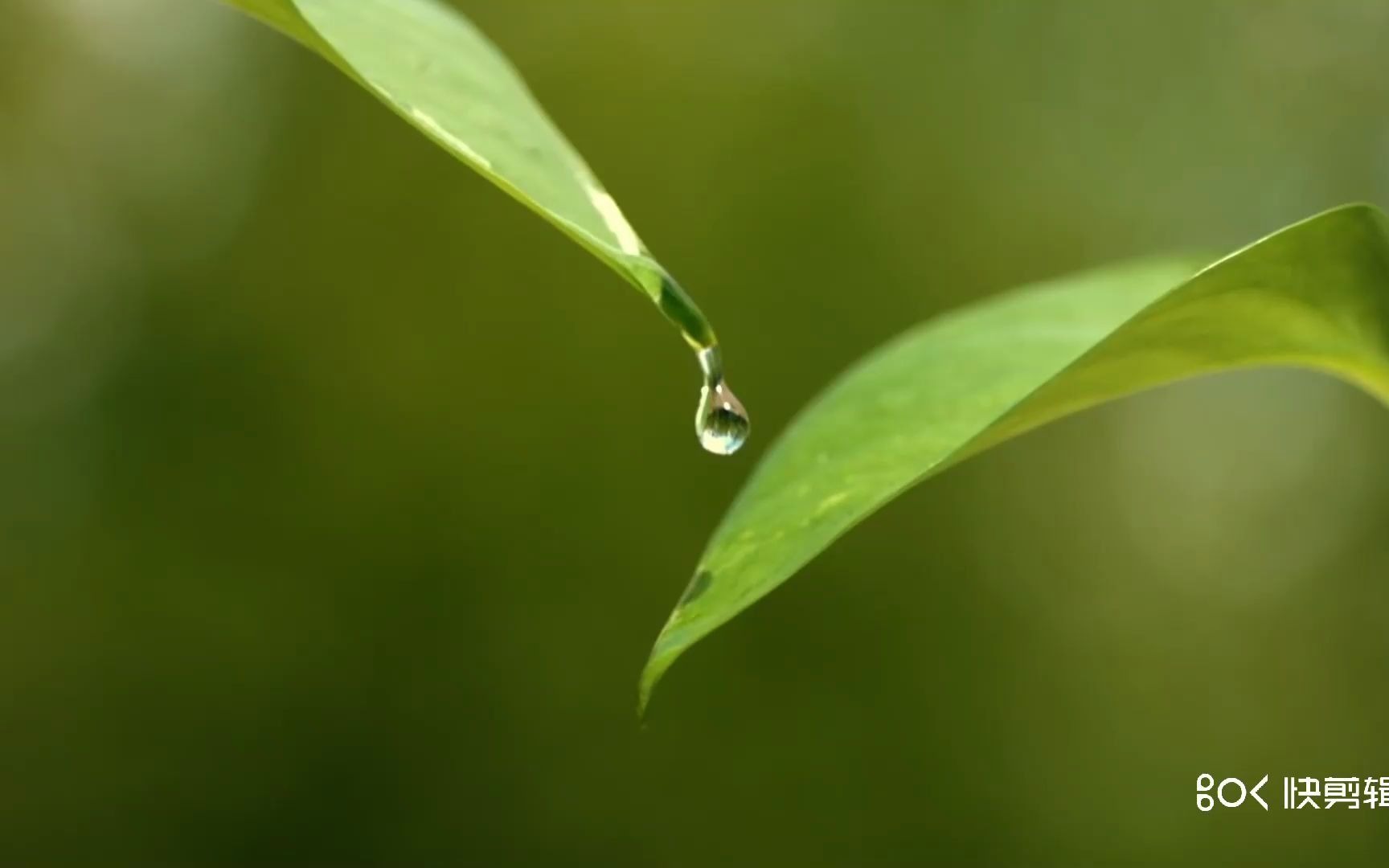 [图]小树发芽生长成大树