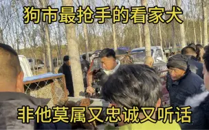 Download Video: 狗市上最抢手的看家神犬，非它莫属，即忠诚又户主还非常容易训练