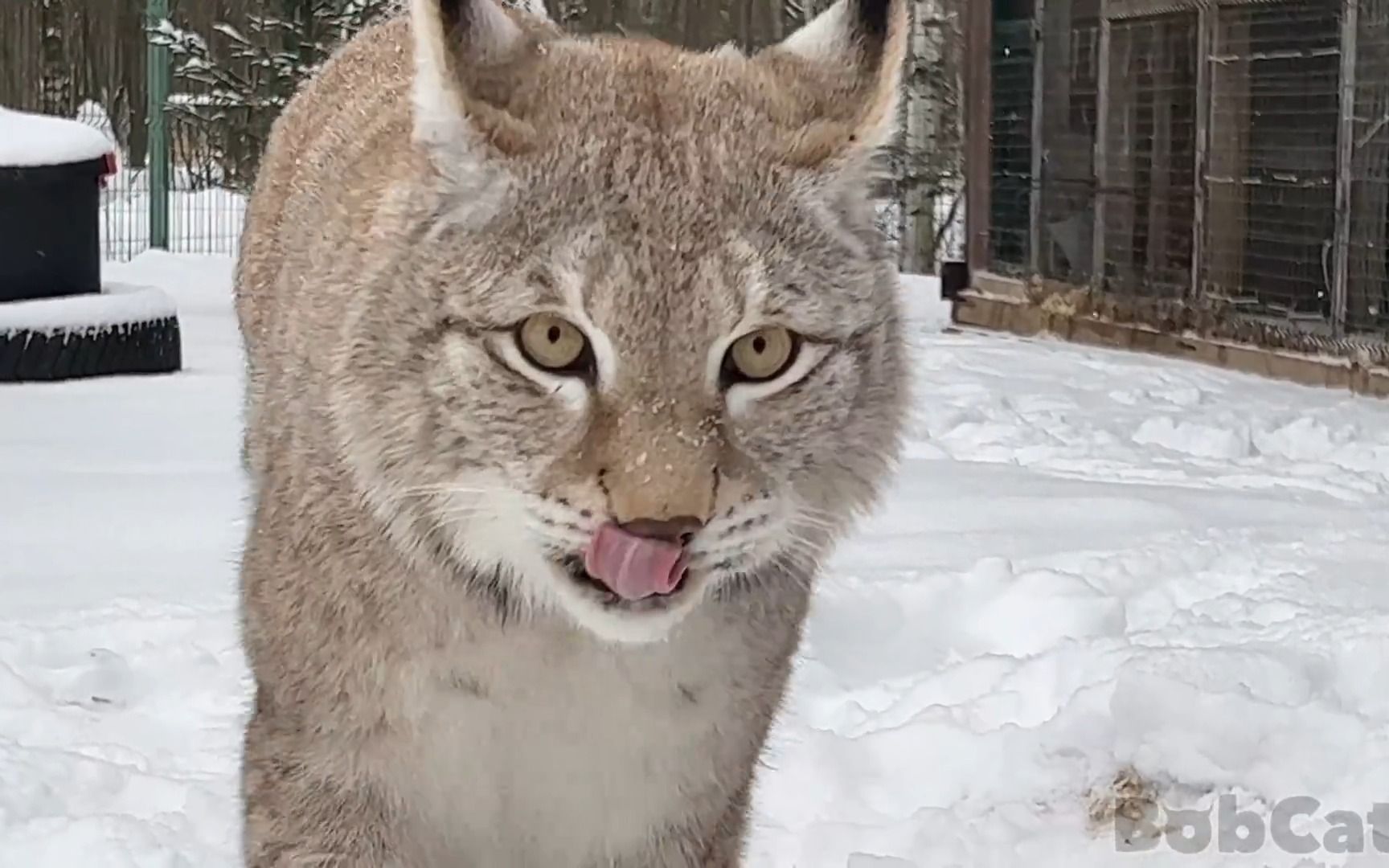 【猞猁姐姐】20230216--美洲狮娜拉越来越亲姐姐了/汉娜和乌姆卡在