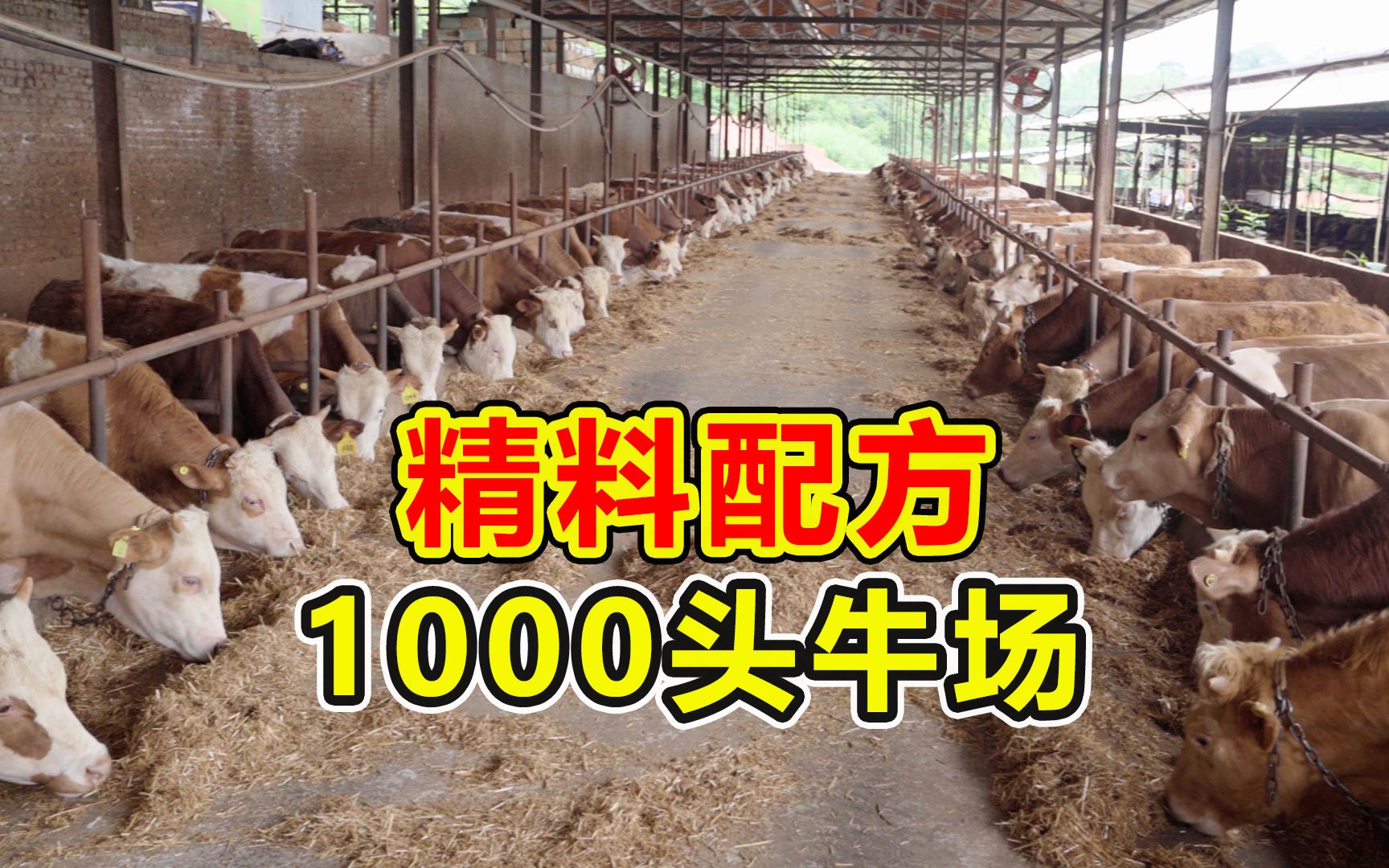 养牛人看这里!1000头牛场精料配方大公开,老板全程没说一句废话哔哩哔哩bilibili