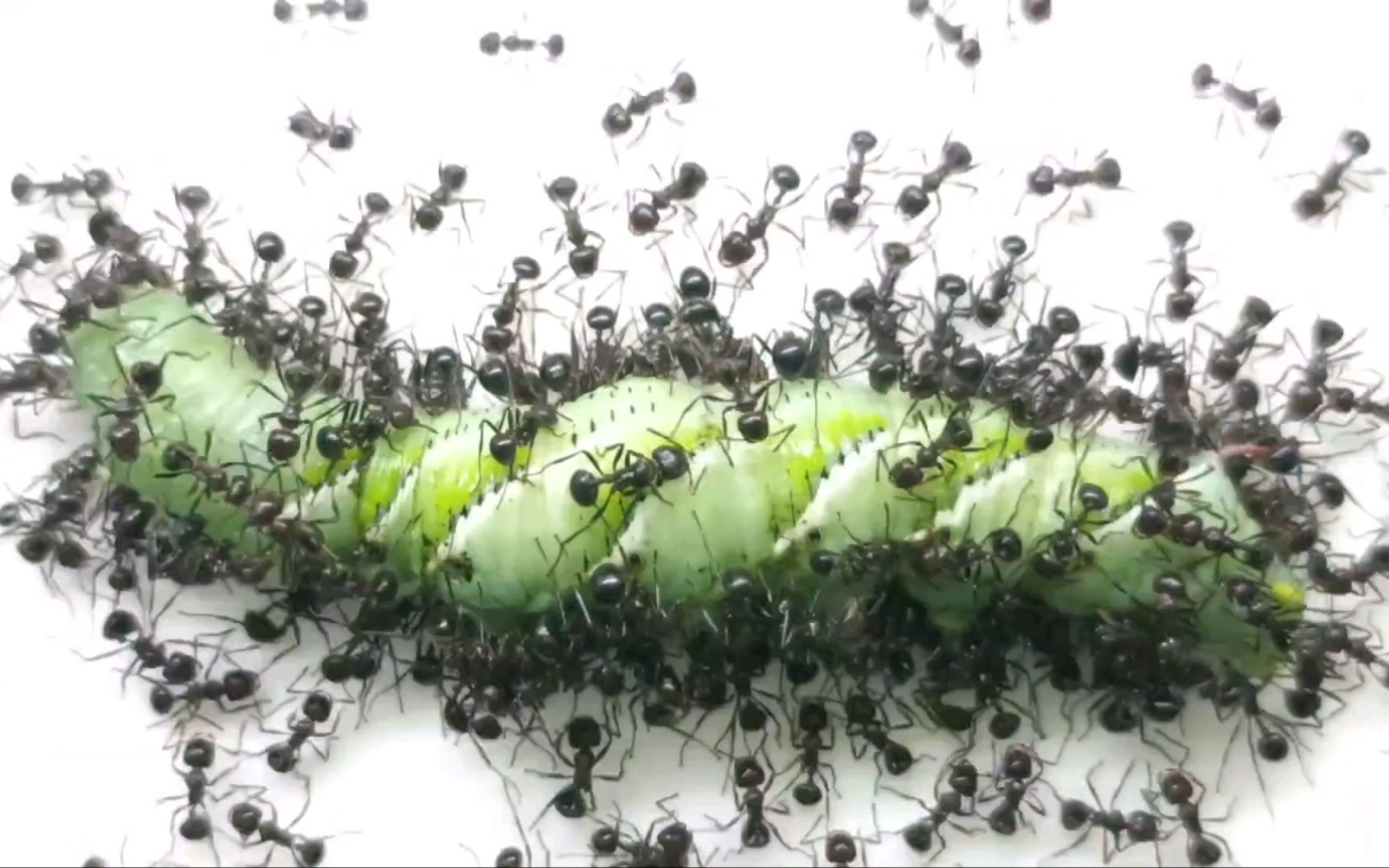 被200只蚂蚁分食,大青虫竟被吸干