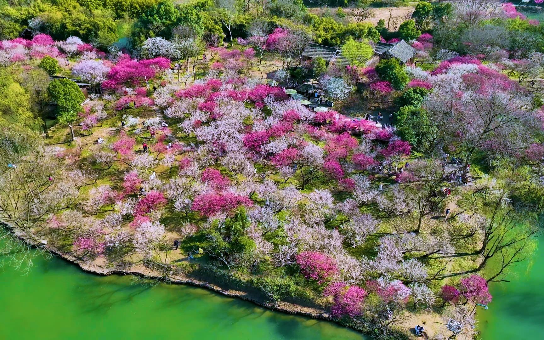 西溪湿地梅花盛开