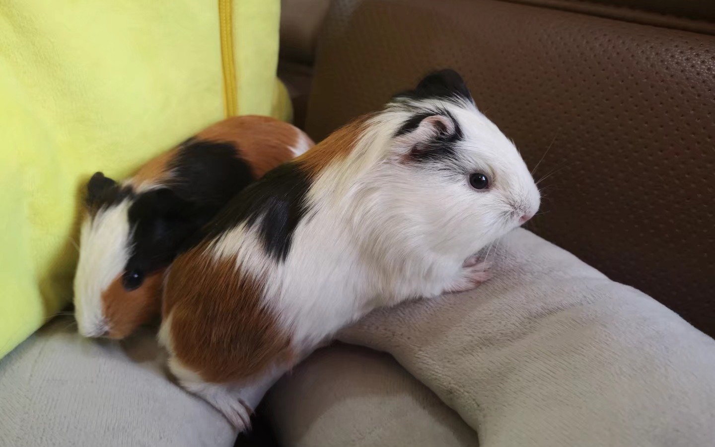 【豚鼠荷兰猪】呆萌可爱吃草模样