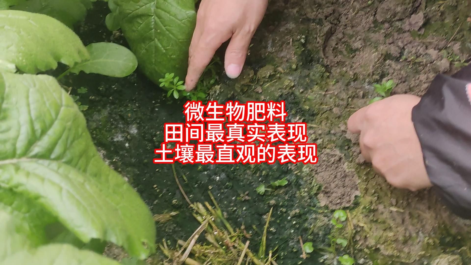 微生物肥料对土壤最直观的改变哔哩哔哩bilibili