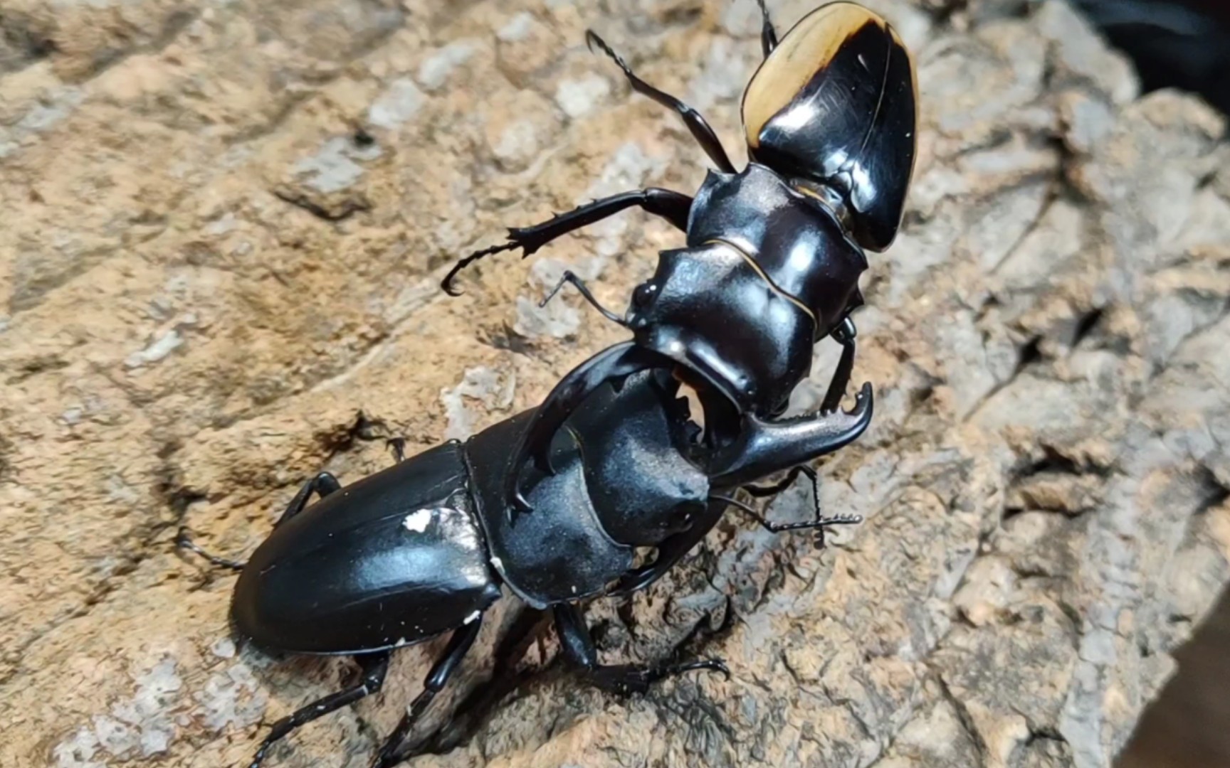 80南亚扁锹训练战