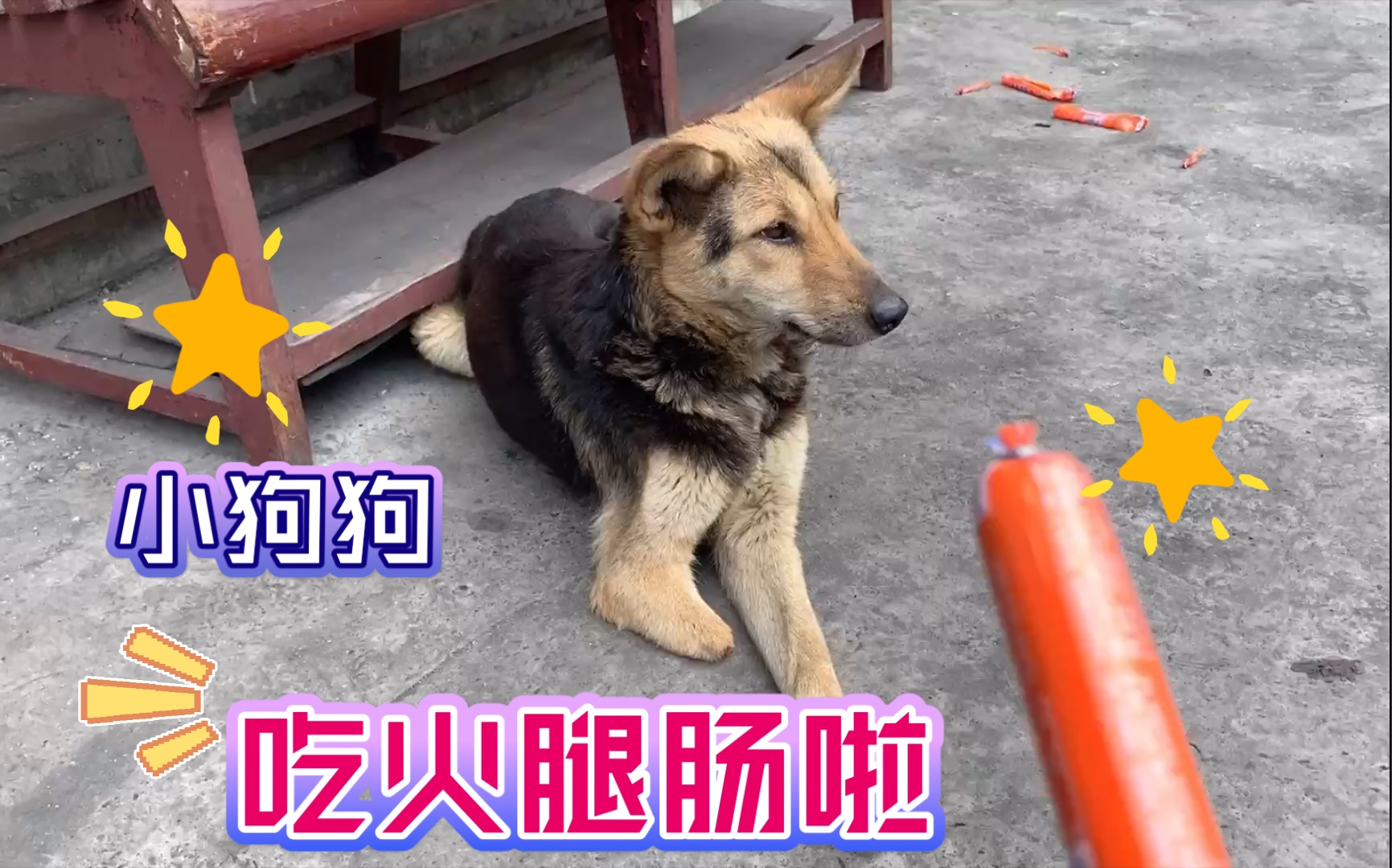 活动作品断腿狗狗步履蹒跚买一个火腿肠给它吃