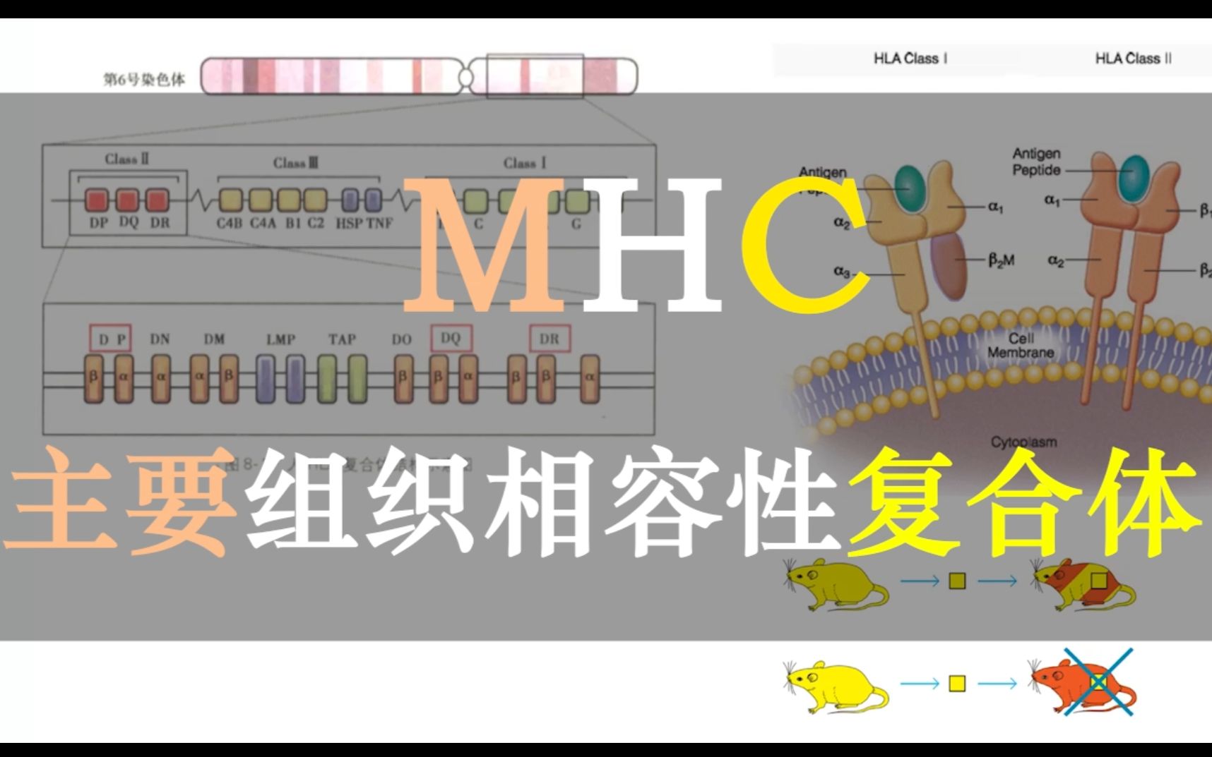 [图]【免疫三分钟】MHC：为什么器官移植会有排斥反应？T细胞和MHC有什么关系？主要组织相容性复合体告诉你