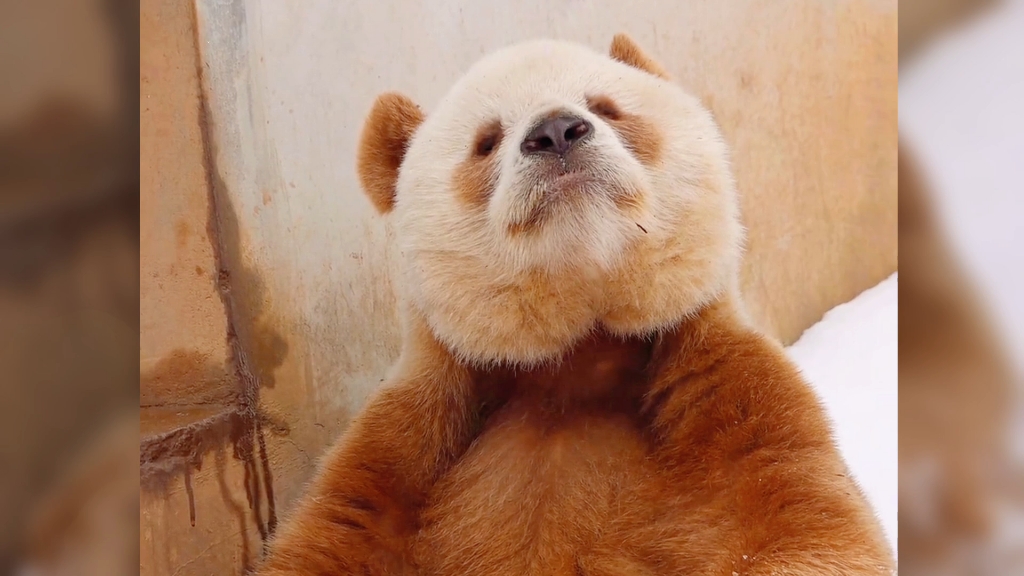 一脸熬娇的样子#熊猫七仔