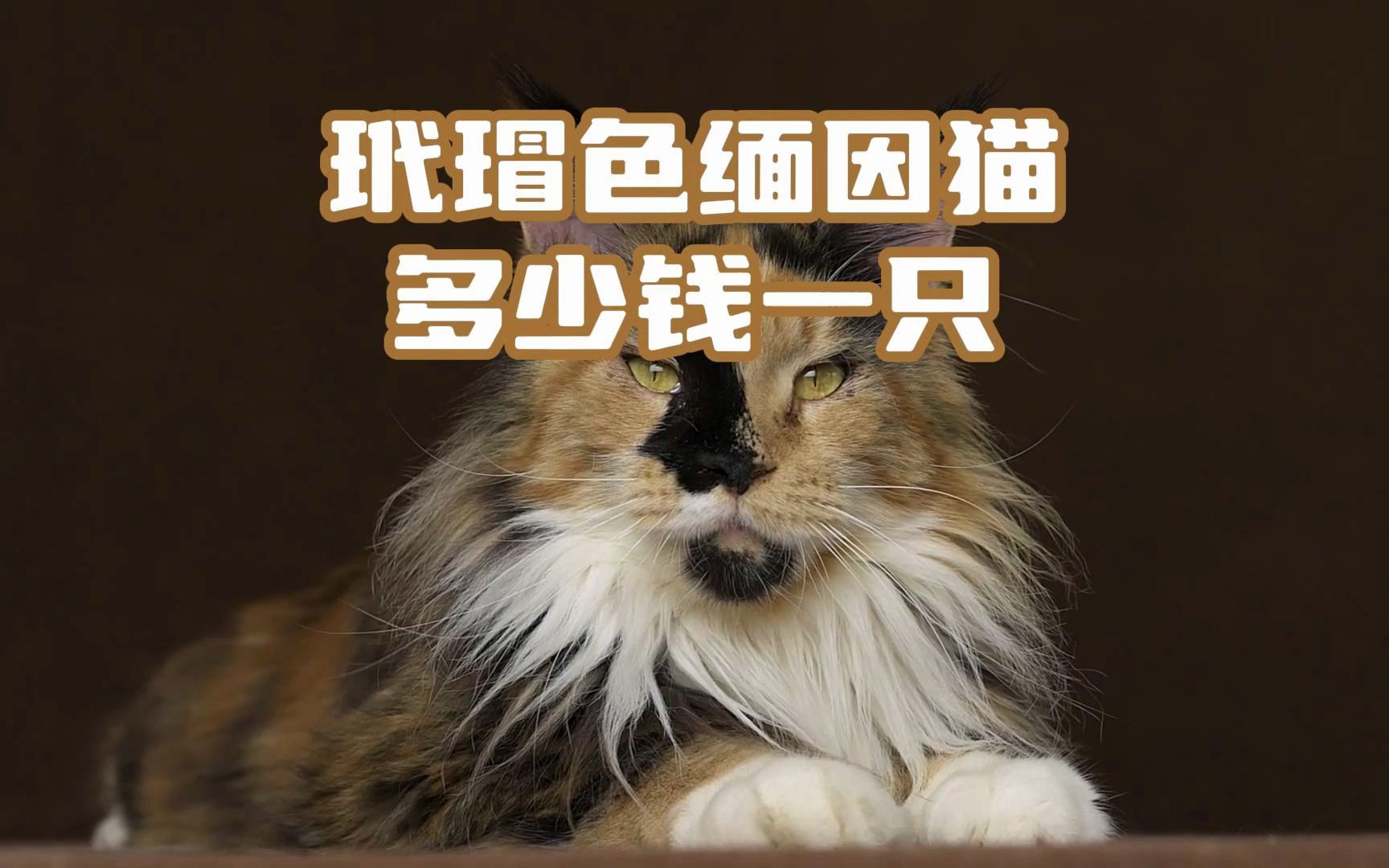 玳瑁色缅因猫多少钱一只哔哩哔哩bilibili