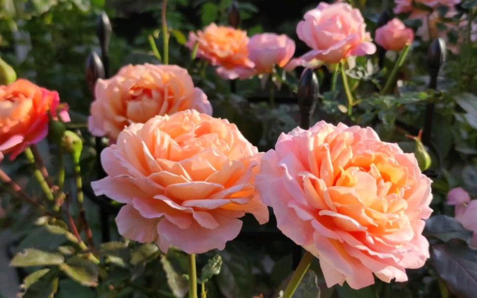 月季 大公夫人露易丝,秋花绽放