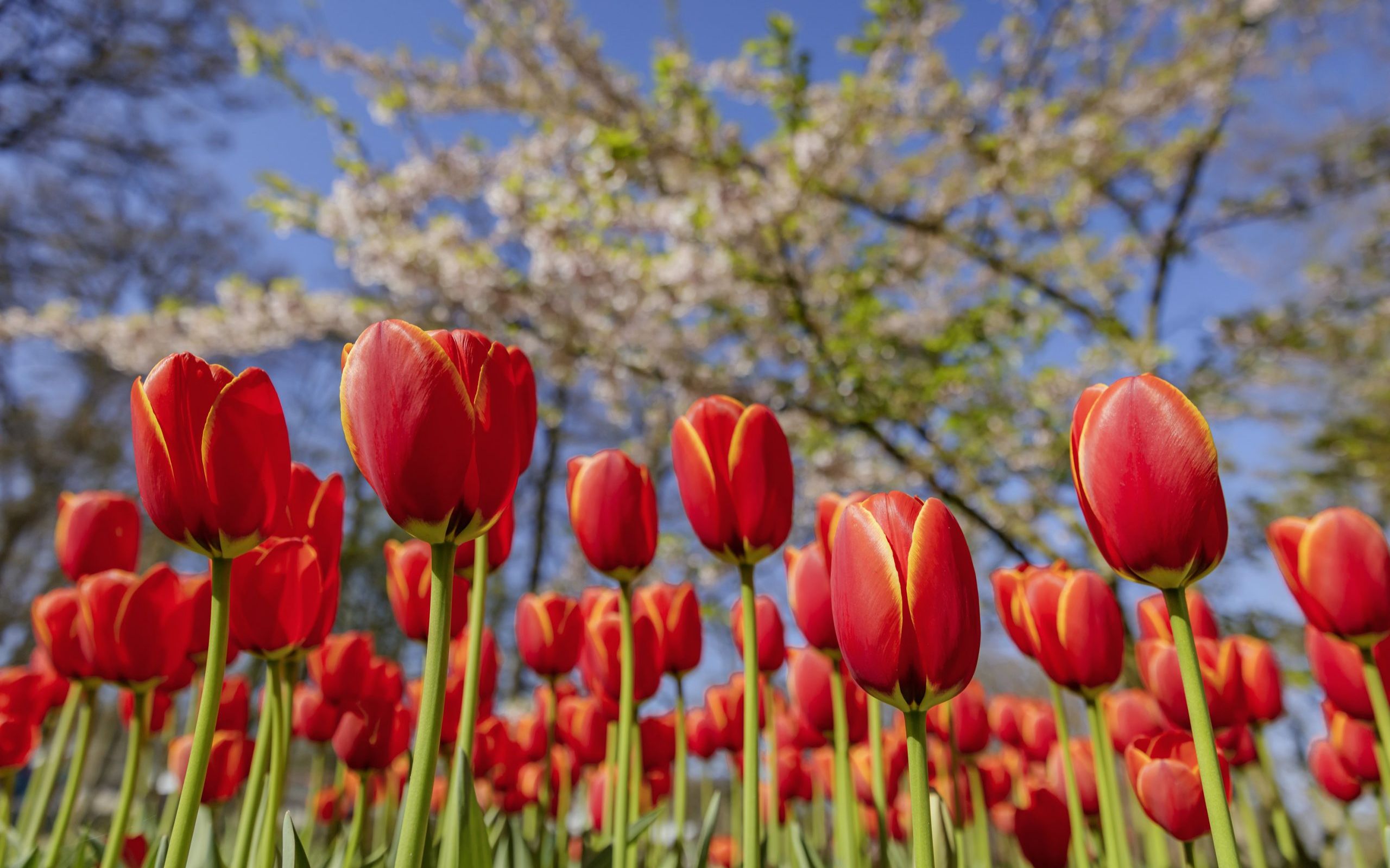 荷兰库肯霍夫公园 Keukenhof  2020/05/05哔哩哔哩bilibili