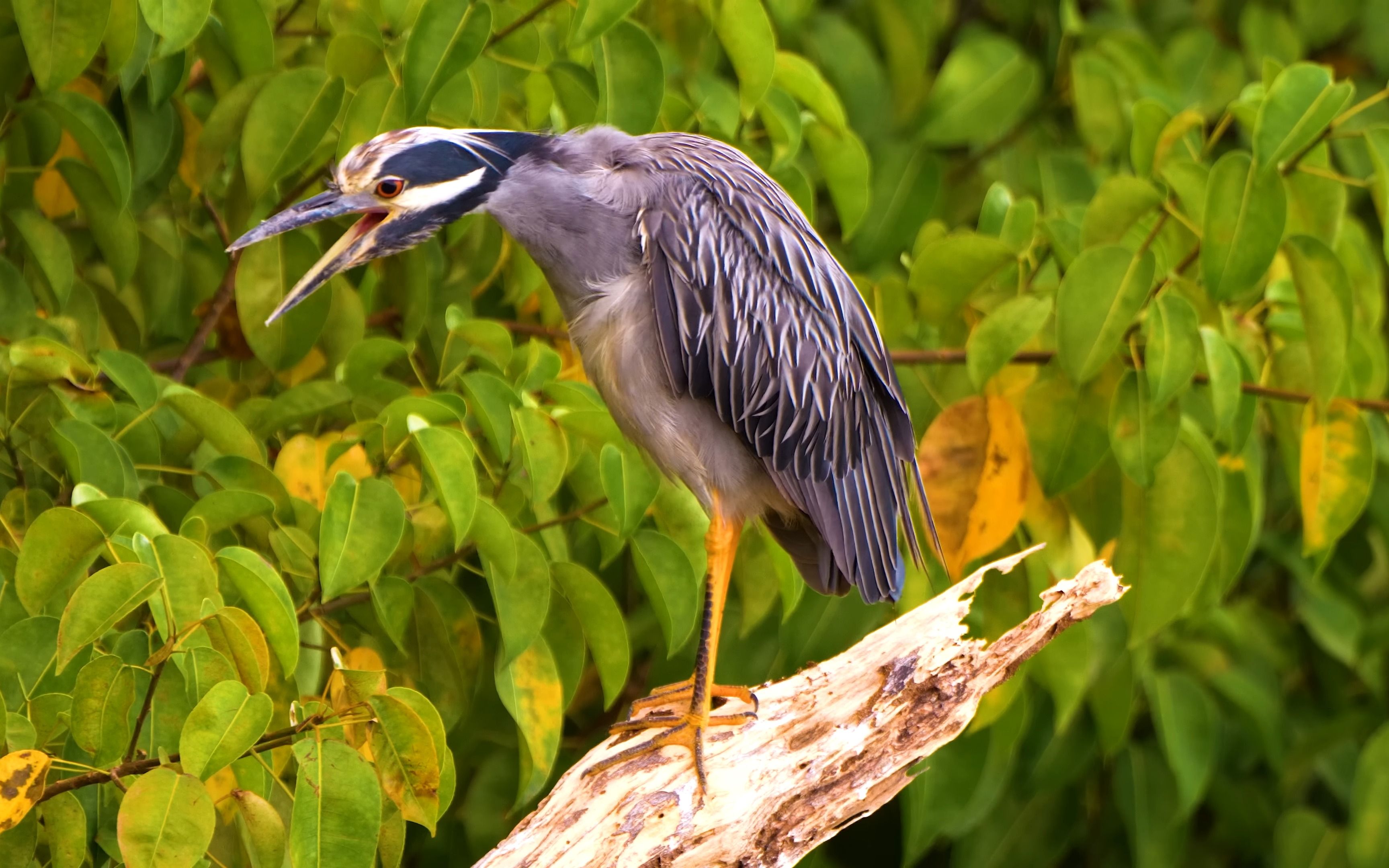 the animals 4k ultra hd 这些动物是4k超高清的-23