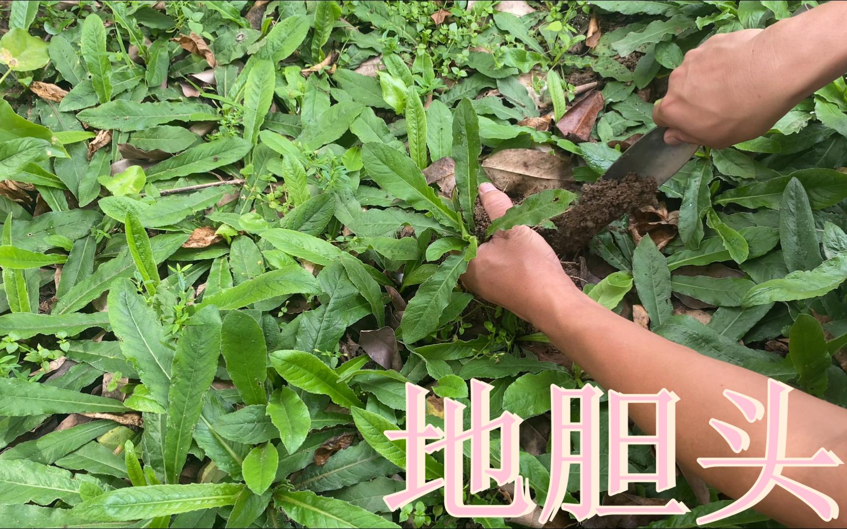 广西网友委托我挖些地胆头的苗给他寄过去,有人知道这草的功效吗