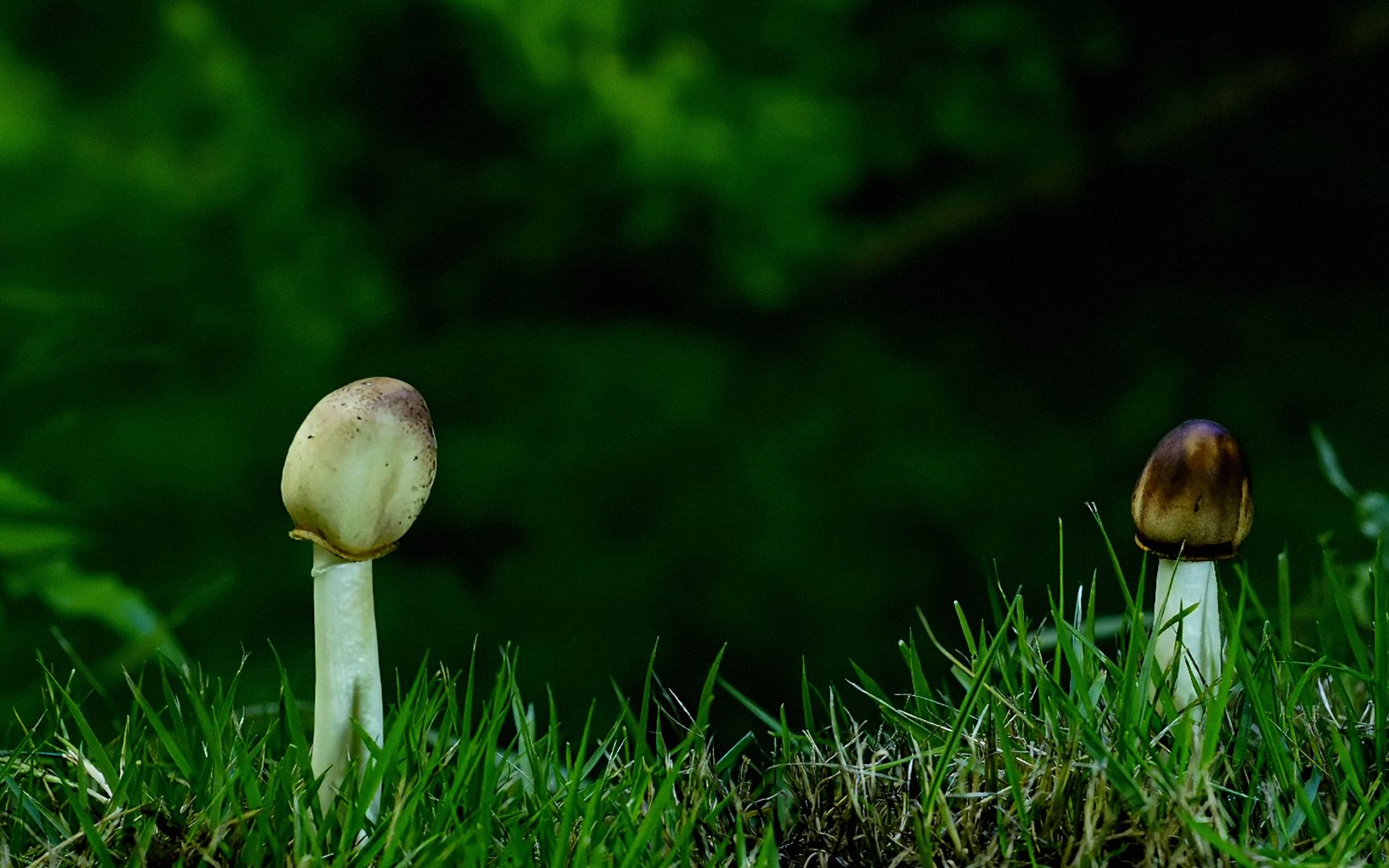 【原创】【延时摄影】每天来看一种植物/草地上的蘑菇哔哩哔哩bilibili