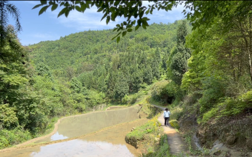 [图]51山间寻药，石菖蒲、夏枯草、过路黄