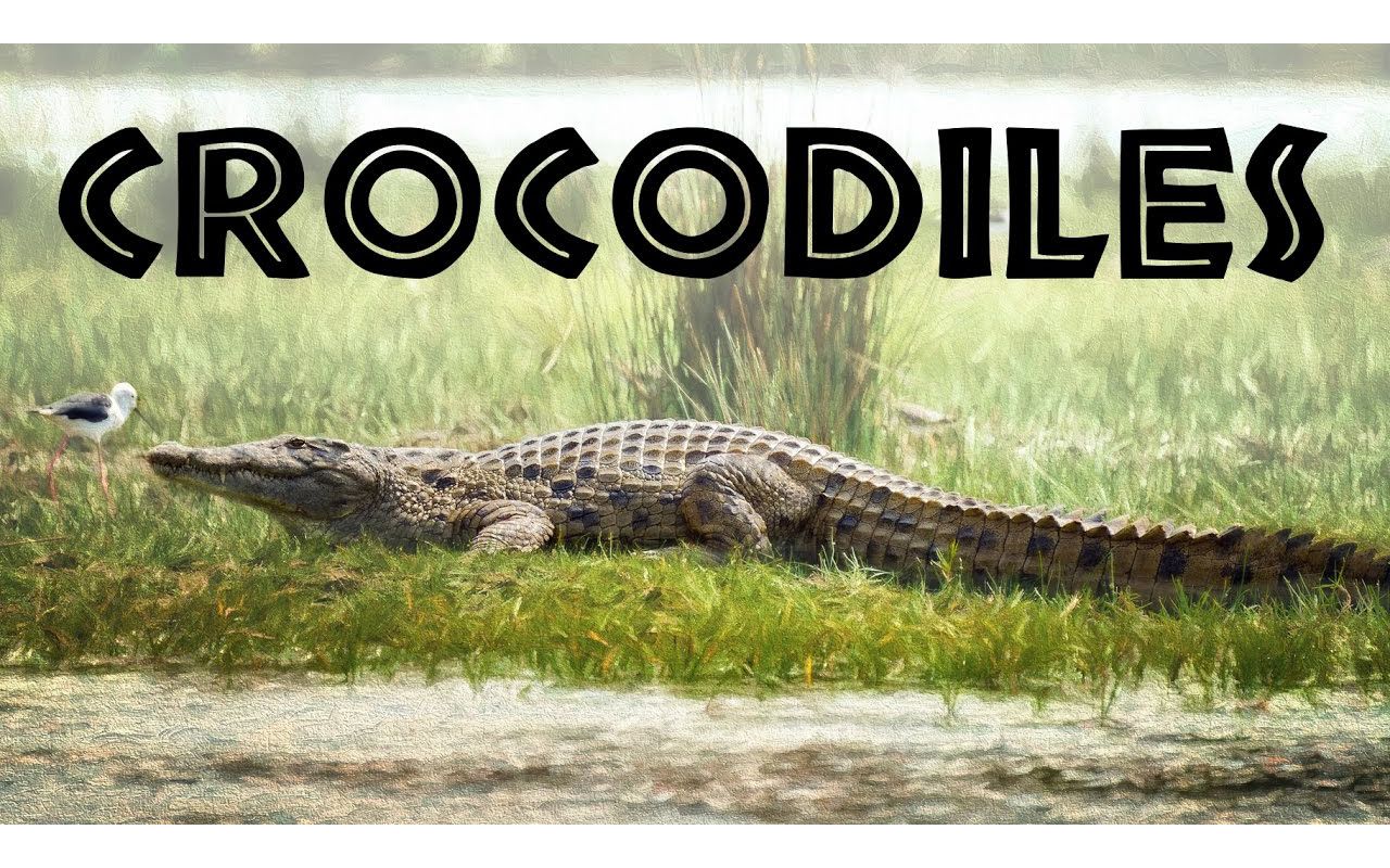 [图]All About Crocodiles for Kids： Crocodiles of the World for Children - FreeSchool