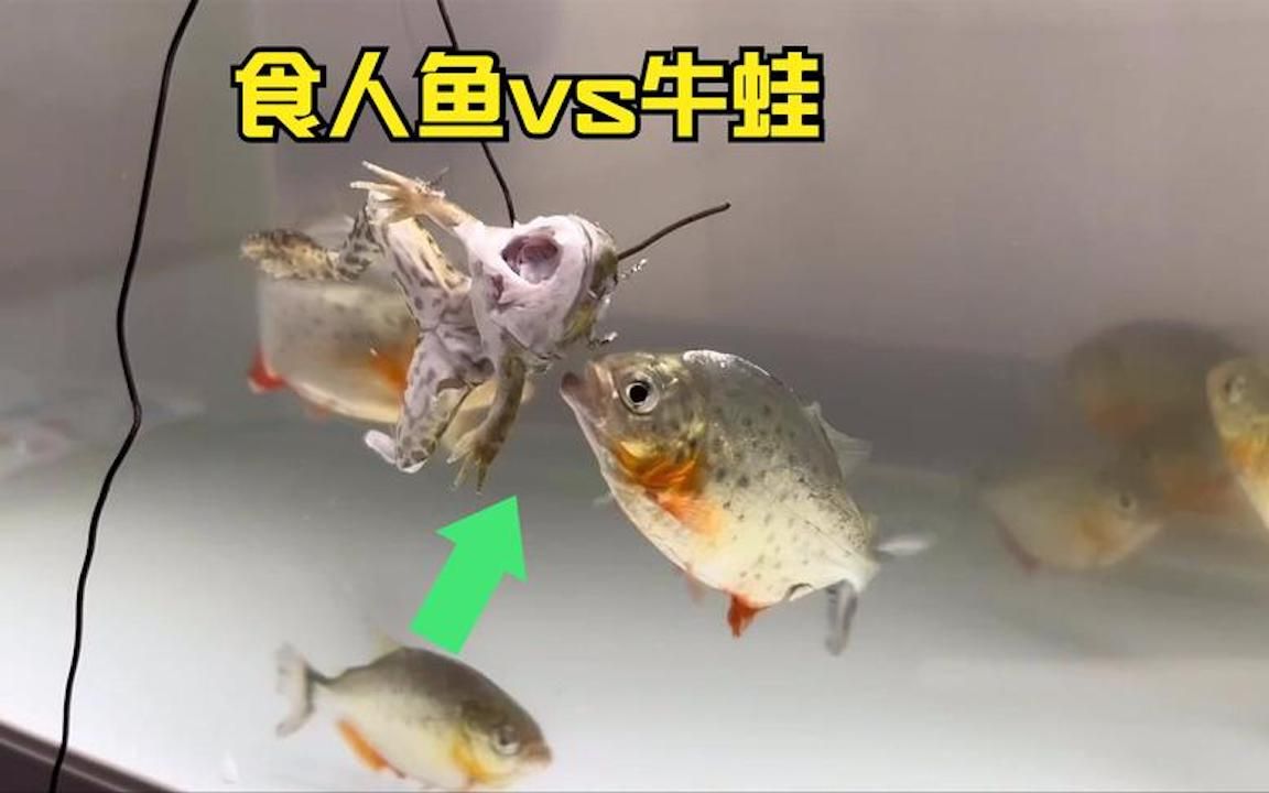 [图]把一只蛤蟆挂在食人鱼缸里,第二天会如何?食人鱼vs牛蛙