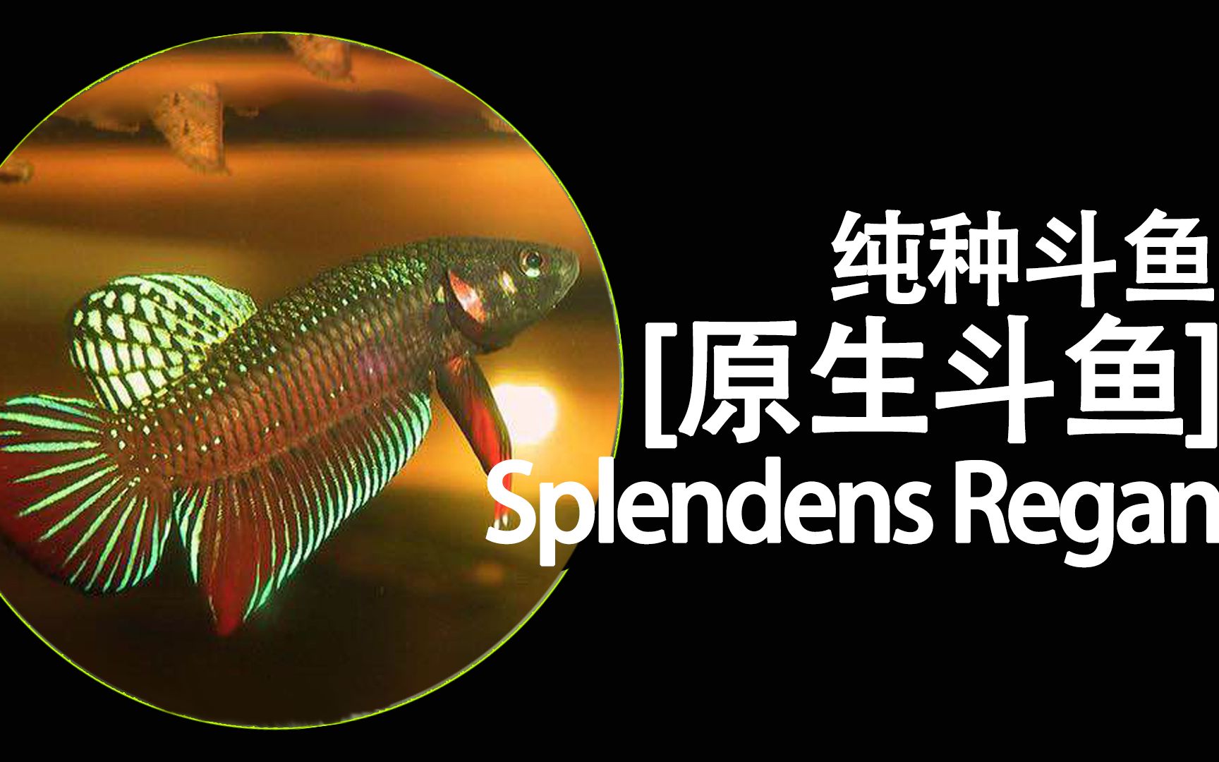 原生品种介绍:纯种斗鱼,原种斗鱼,原生斗鱼,Splendens Regan哔哩哔哩bilibili