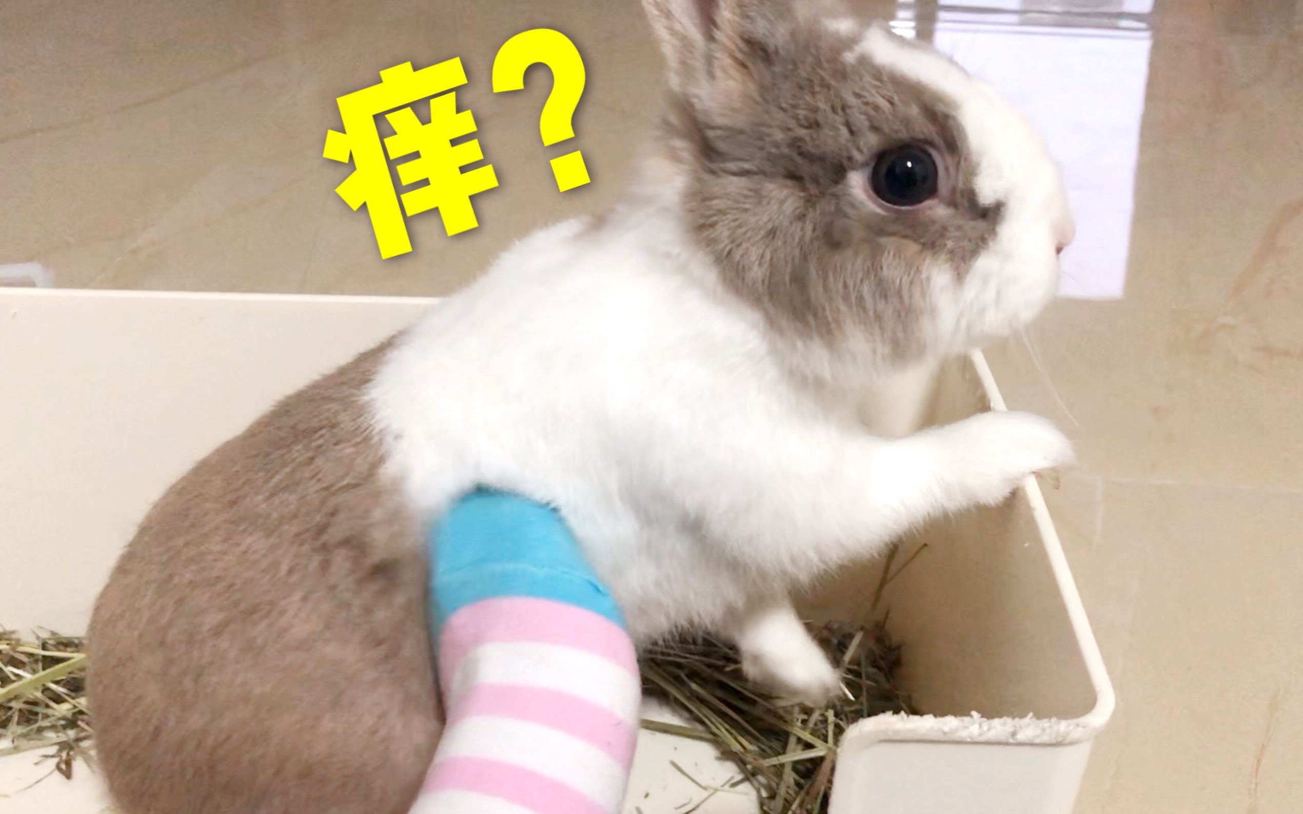 九条被up主的脚疯狂挠痒痒 兔子怕痒吗?_哔哩哔哩_bilibili