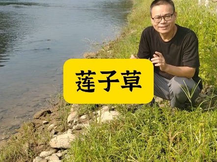 莲子草为什么又叫虾钳菜?