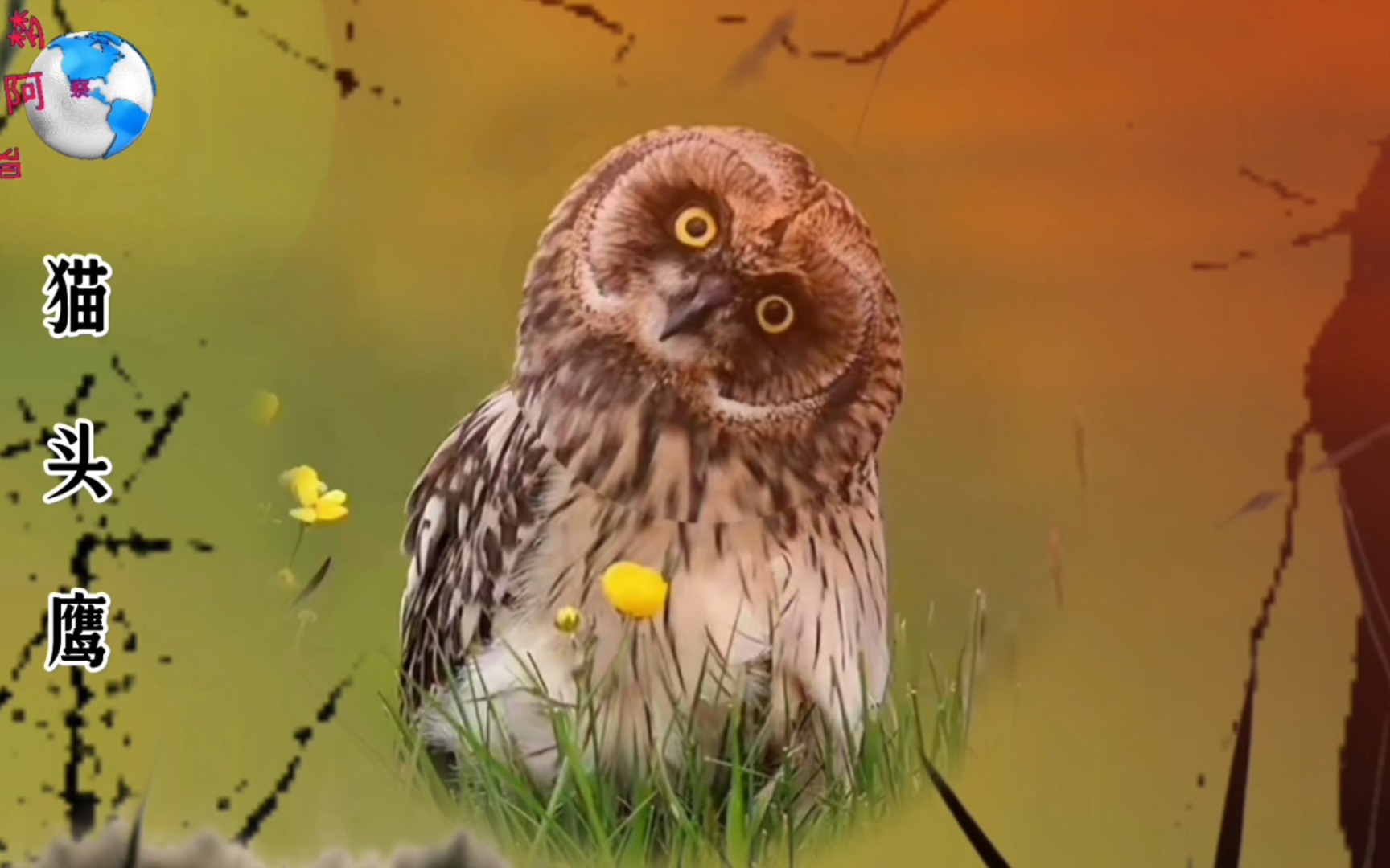 猫头鹰像猫又像鹰归鹰类还是猫类?