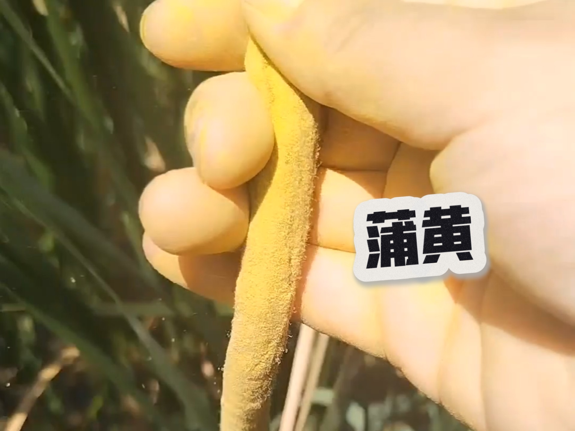 蒲黄是香蒲的雄性花序 上面是蒲黄 下面是蒲棒 雌雄同株的植物