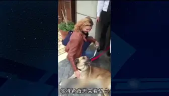 动物视界0114期 催泪 主人病危之际爱犬心碎道别 哔哩哔哩 Bilibili