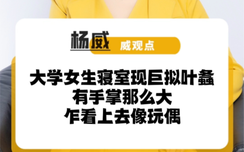 大学生在寝室发现巨拟叶螽,手掌大小,吓的鞋都没穿跑外边了哔哩哔哩bilibili