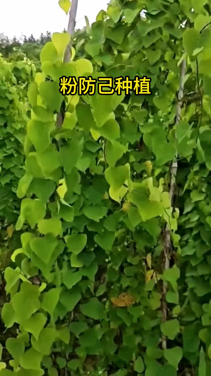 粉防己种植三要素:种苗、管理、除草哔哩哔哩bilibili