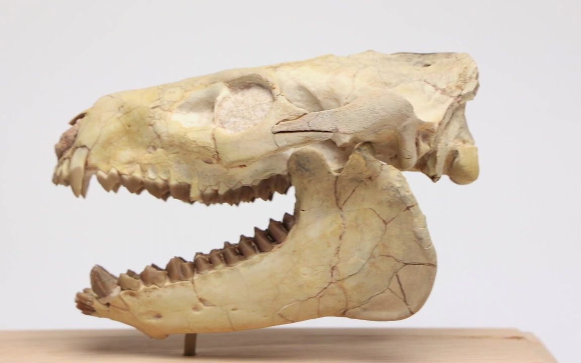 动物头骨-真岳齿兽头骨