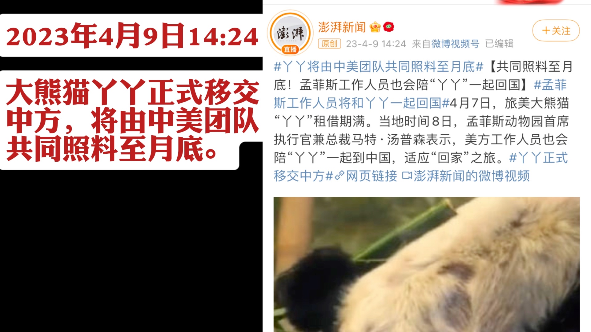 [图]旅美大熊猫丫丫回家事件合订本