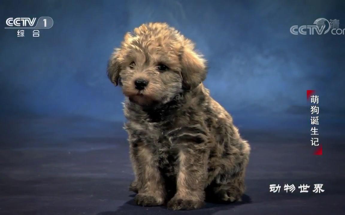 [图]【杂交犬纪录片】萌狗诞生记