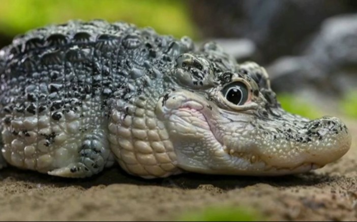 扬子鳄最萌的鳄鱼图片