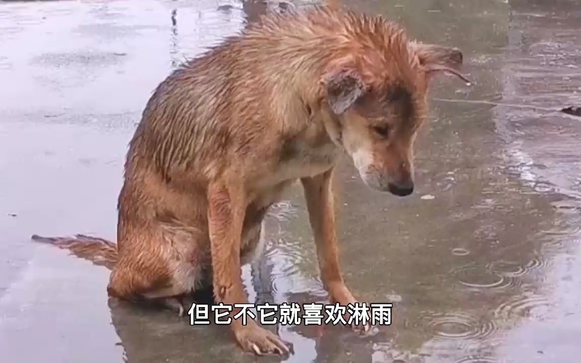 一只狗淋雨的伤感图片图片