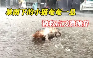 Download Video: 暴雨下的小猫奄奄一息，被救后又遭抛弃，最后等到救命恩人