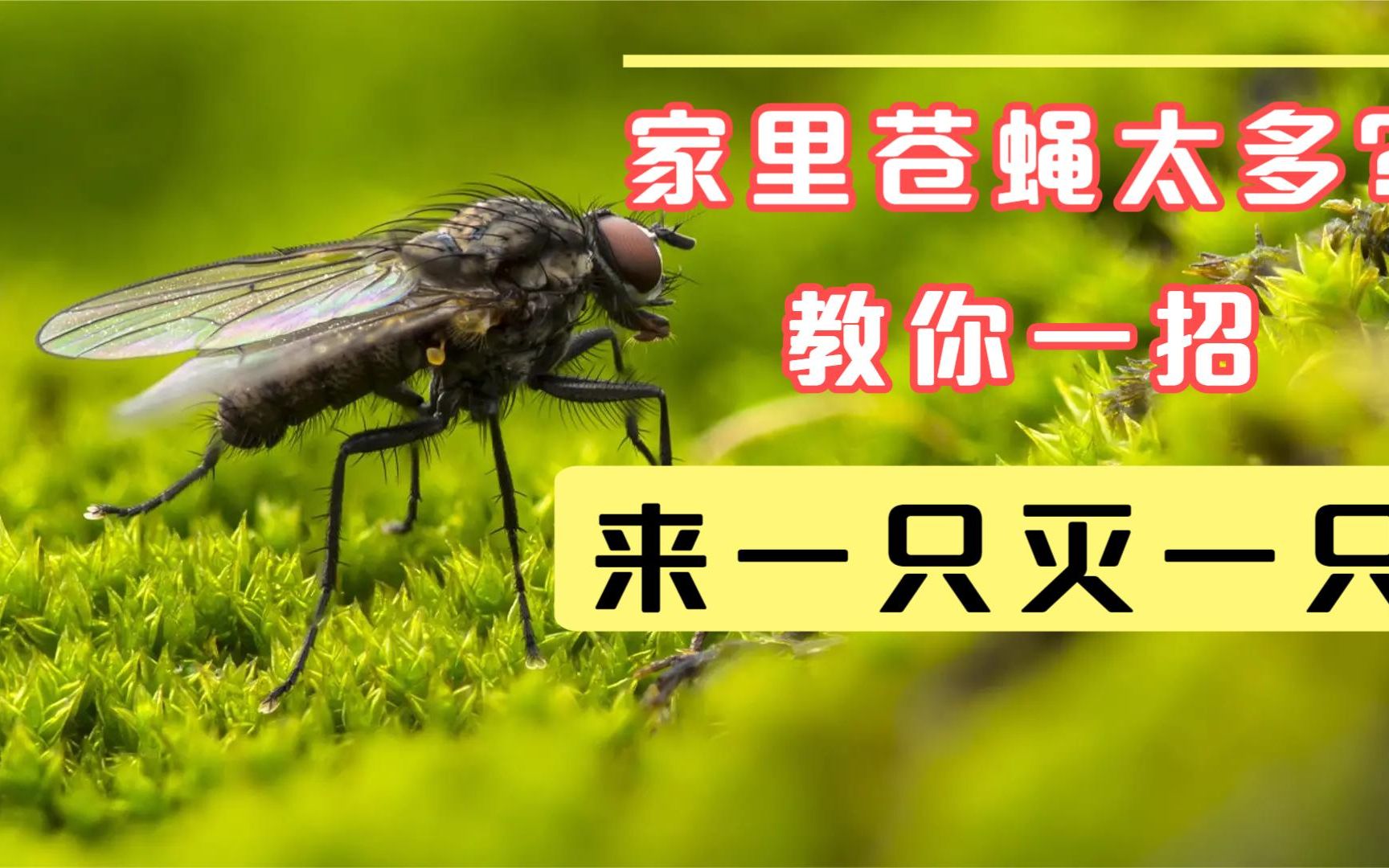 家里苍蝇太多了怎么办?教您一招,来一只灭一只,安全实用又省心