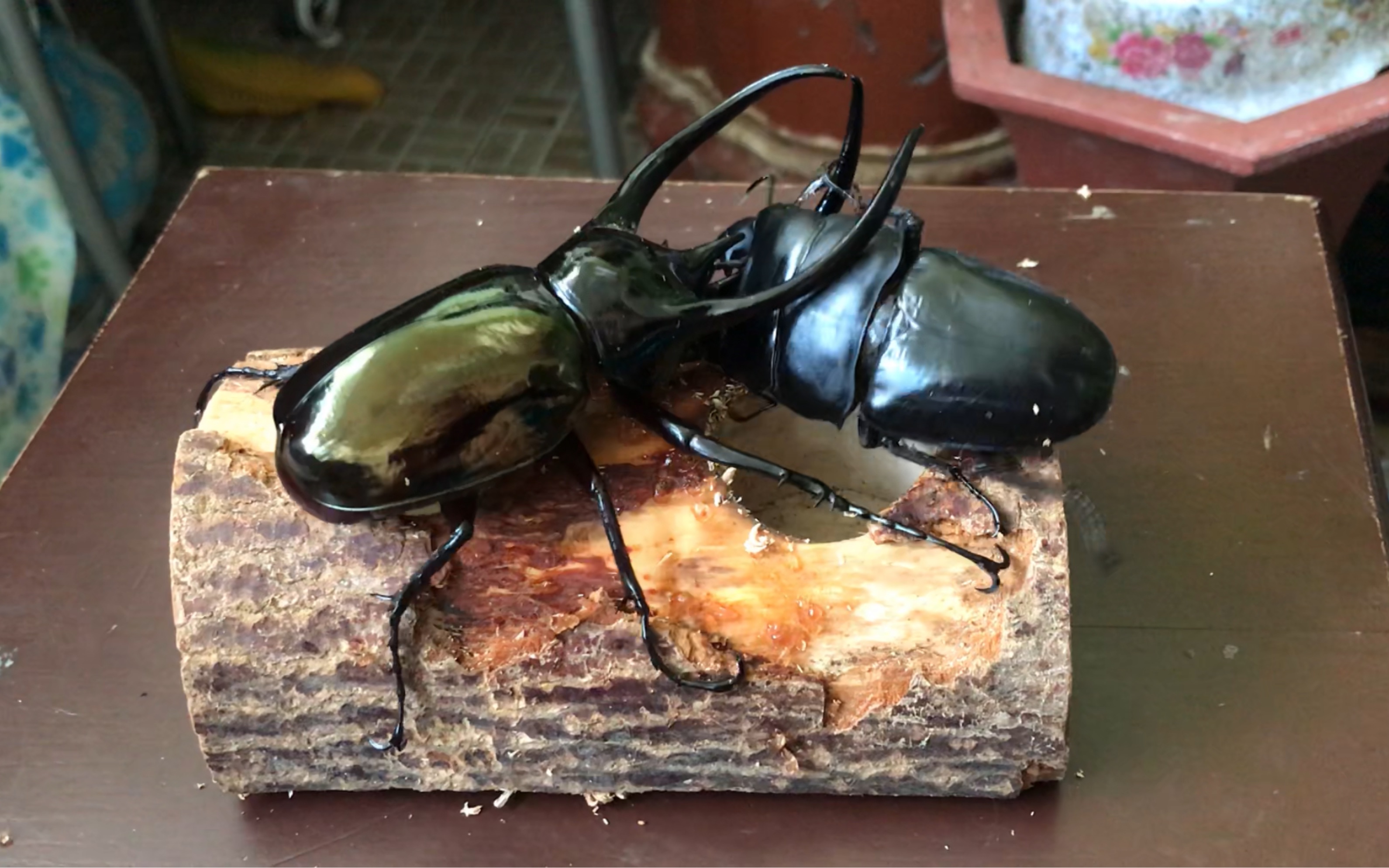 105mm南洋大兜虫cccvs92mm苏门答腊巨扁甲虫打架擂台赛