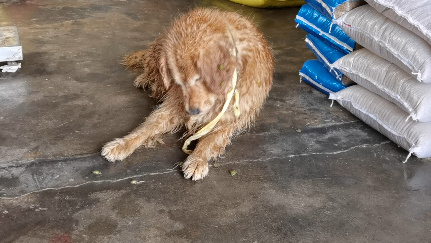 修狗自己摘苍耳