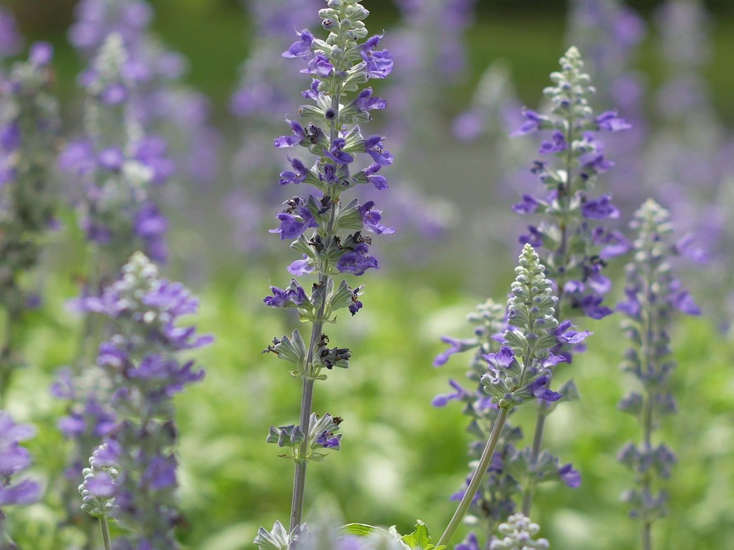 (uhx10)紫色的薰衣草随风摆动舞台背景素材